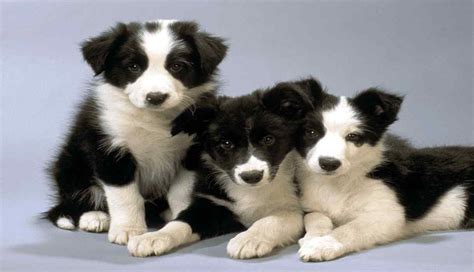 Border Collie Dog Breed Information Prices Characteristics And Facts