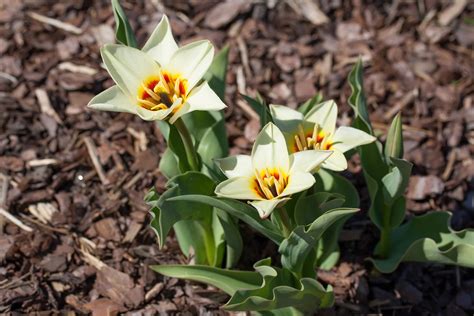 Photos The Worlds Most Unusual Tulips The Weather Network