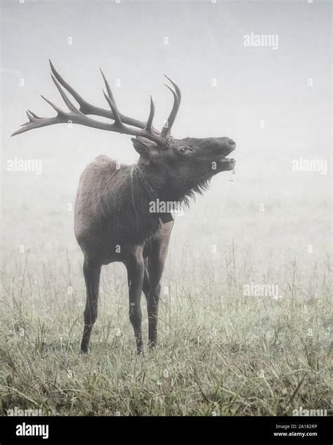 Bull Elk Bugling Stock Photo - Alamy