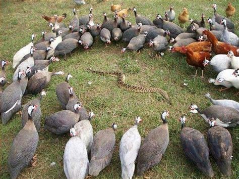 Guinea Fowl Colors 7 Various Beautiful Colors Of Guinea Fowl