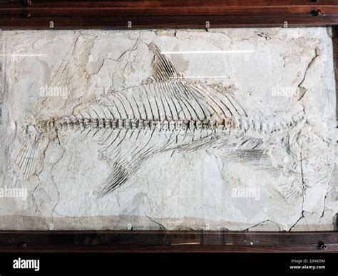 Skeleton remains of a prehistoric fish fossil in a museum Stock Photo - Alamy