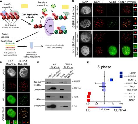 Figure 1 From Inheritance Of CENP A Nucleosomes During DNA Replication