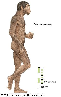 Physical Features - Homo Erectus