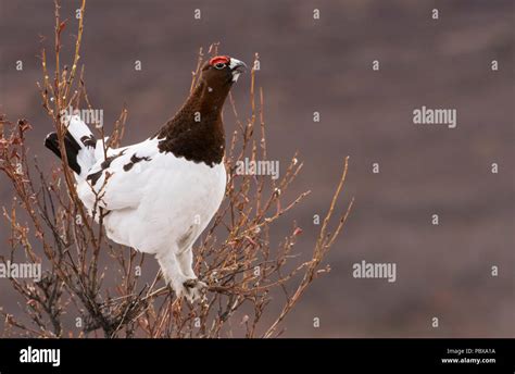 Birds Willow Ptarmigan Male Spring Willows Alaska Stock Photo Alamy