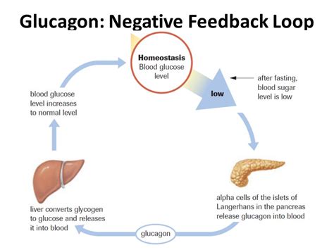 Glucose And Insulin Feedback Loop