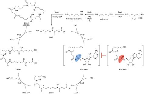 An Acyl Adenylate Mimic Reveals The Structural Basis For Substrate