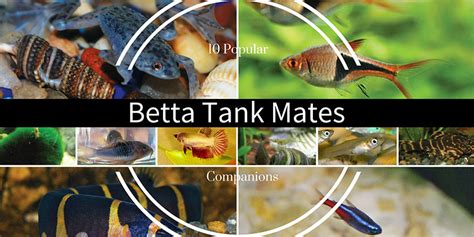 10 Safe Betta Fish Tank Mates & Companions | Bettafish.org