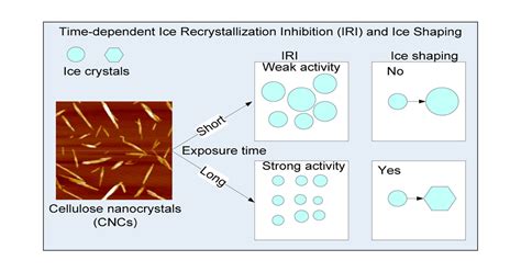 Potent Time Dependent Ice Recrystallization Inhibition Activity Of