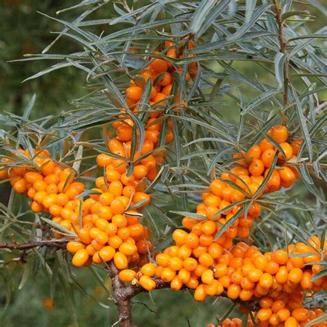 Sea Buckthorn Plant Julieanneraquel