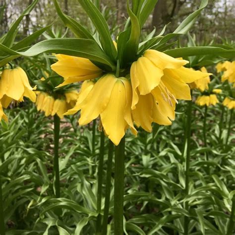 Fritillaria Imperialis The Crown Imperial Fritillary Susan Rushton