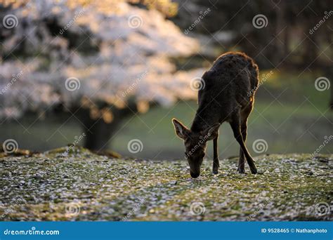 Sacred Deer and Cherry Blossoms, Japan. Stock Image - Image of sacred, nara: 9528465