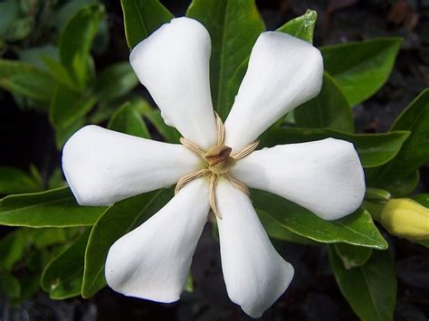 Gardenia Kwiat Biały Darmowe zdjęcie na Pixabay