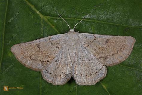 Spanner Bild Bestellen Naturbilder Bei Wildlife Media