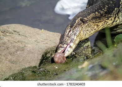 Asian Water Monitor Varanus Salvator Common Stock Photo