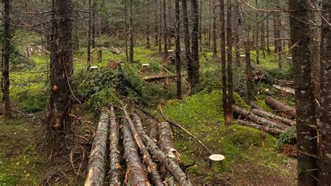 Woodlot Management - Scott & Stewart Forestry