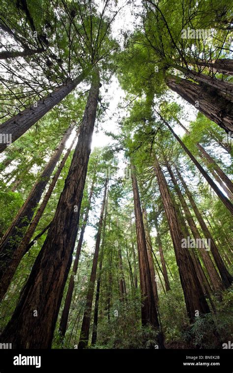 Muir Woods National Monument Stock Photo - Alamy