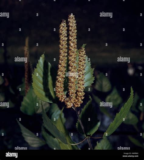 Silver Birch Leaves And Male Catkins Betula Pendula Betulaceae Stock