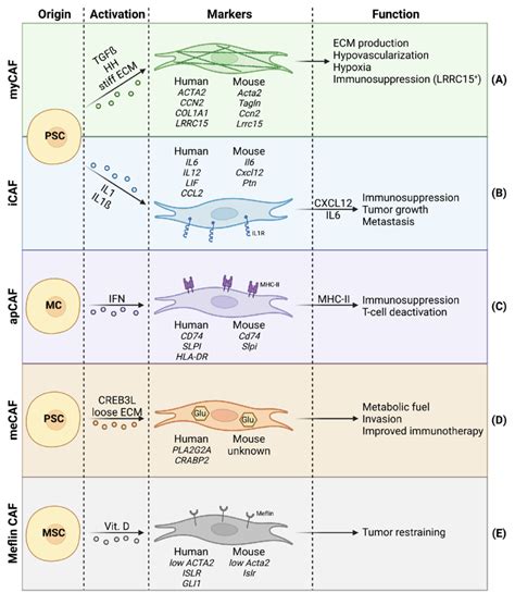 Cancer Associated Fibroblast Caf Heterogeneity In Pdac With Focus On Download Scientific