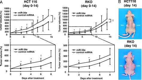 Tumor Suppressive Mir 34a Induces Senescence Like Growth Arrest Through