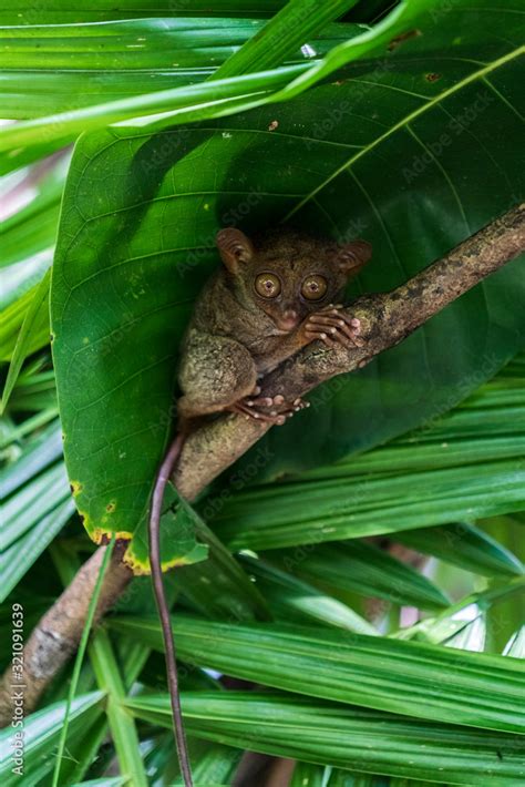 Cute little tarsier monkey on the philippine island Bohol 2019 / 2020 ...