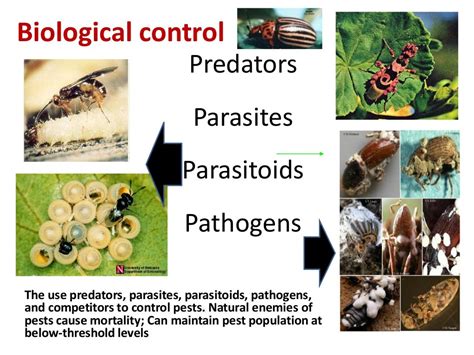 Ipm Of Forest Insect Pests