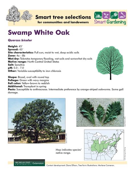 Swamp White Oak Gardening In Michigan