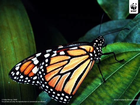 Monarch Butterfly Wallpapers - Wallpaper Cave