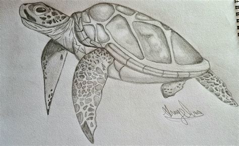 turtle, pencil by membrillo11 on DeviantArt