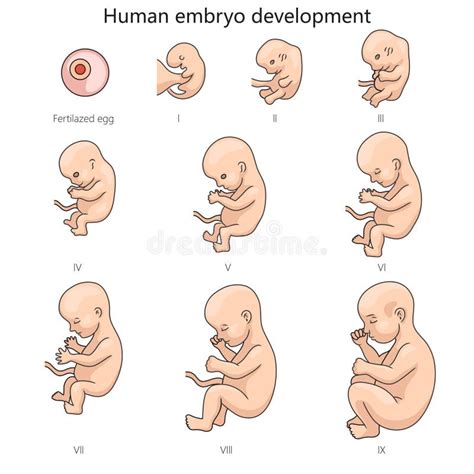 Stages of Human Embryo Fetal Development Diagram Stock Illustration ...