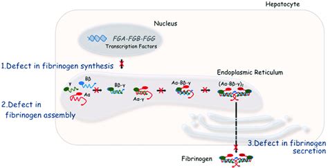 Fibrinogen Synthesis In Hepatocytes Fibrinogen Synthesis Is Regulated