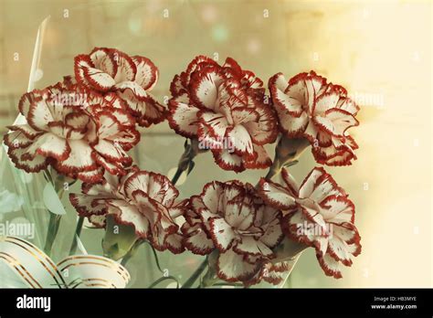 A Bouquet Of Red And White Carnations Stock Photo Alamy