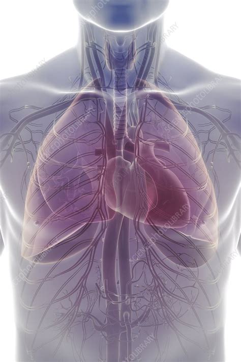 The Cardiovascular and Respiratory System - Stock Image - C020/0808 - Science Photo Library