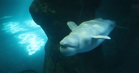 6 Must See Us Aquariums With Beluga Whales Scenic States