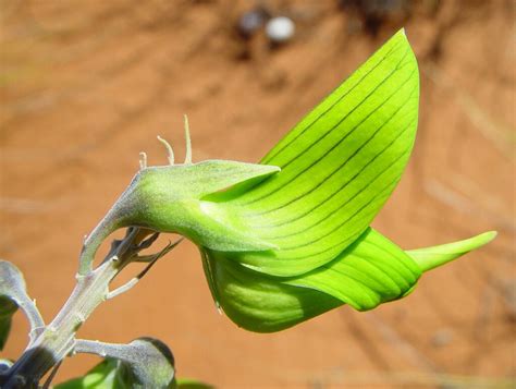 Birdflower From Onslow Wa Australia On May By Geoffbyrne