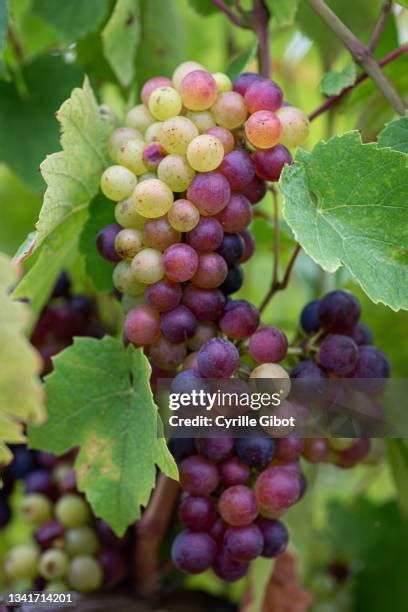 89 Gamay Grapes Stock Photos, High-Res Pictures, and Images - Getty Images