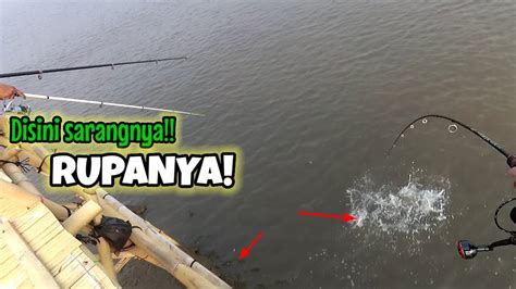 Luar Biasa Mancing 1 Jam Auto Panen Ikan Sembilang Karang Mancing