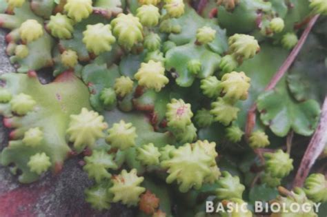 Liverworts | Basic Biology