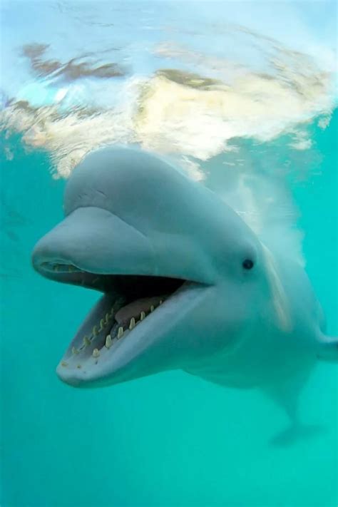 Белая белуга (67 фото) - красивые фото и картинки pofoto.club