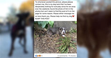 Scammers Target Animal Lovers With Injured Dog Posts Cbs Minnesota