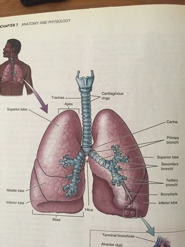 Hesi Admission Assessment Edition Respiratory System Flashcards