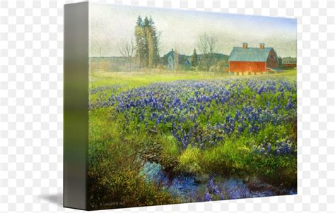 Bluebonnet Watercolor Painting Canvas Print, PNG, 650x524px, Bluebonnet ...