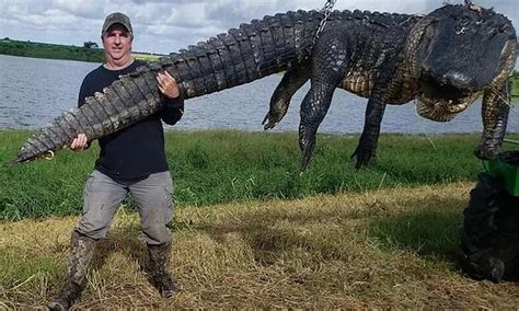 Mississippi Hunter Catches Largest Alligator By Out Of State Trapper In