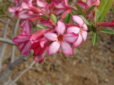 Rosa Del Desierto Caracter Sticas Origen Cuidados Planta Flor