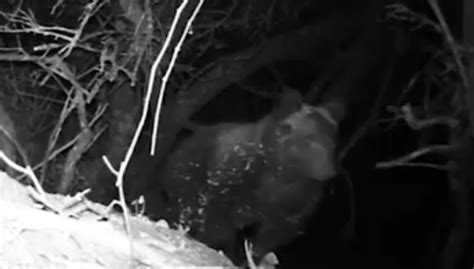 Orsa Amarena I Cuccioli Ripresi In Video Notturno Stanno Bene