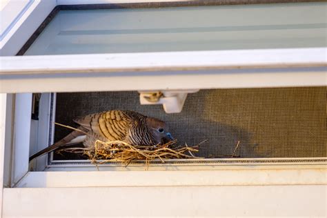 Bird Nest Identification