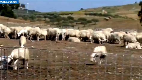 Minacce E Intimidazioni Per Controllare Le Attivit Agro Pastorali