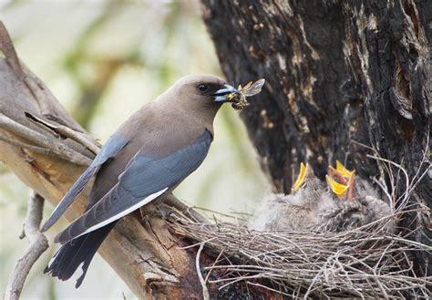 Artamidae Woodswallows Butcherbirds Currawongs Photo Gallery