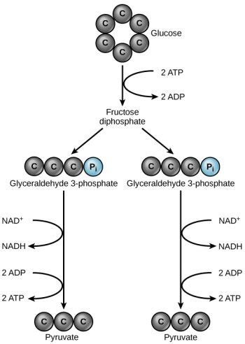 23 2 Glycolysis College Biology I