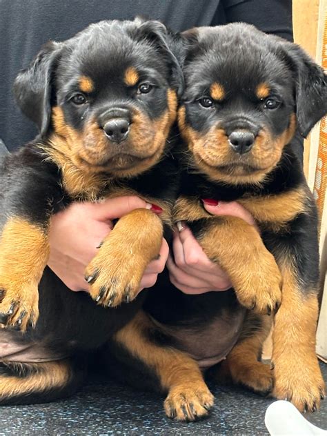 Rottweiler Puppies For Sale