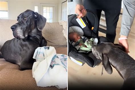 Mom 'Worried' How Great Dane Would React to Newborn Had Nothing to Fear - Newsweek